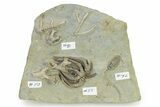 Fossil Crinoid Plate (Three Species) with Coral - Indiana #325646-1